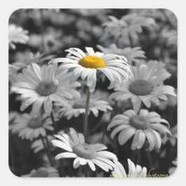 Gele maaltijd in een zee zwarte en witte maissoort vierkante sticker