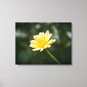 Gele madeliefje up close canvas print
