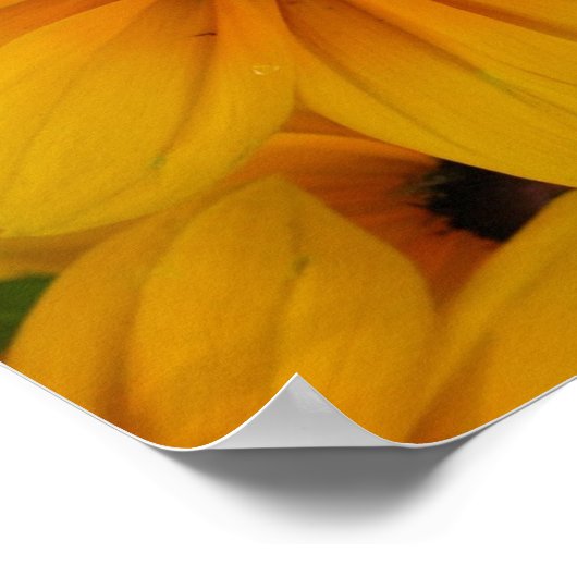 gele madeliefjes poster (Hoek)