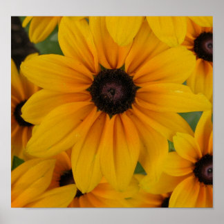 gele madeliefjes poster