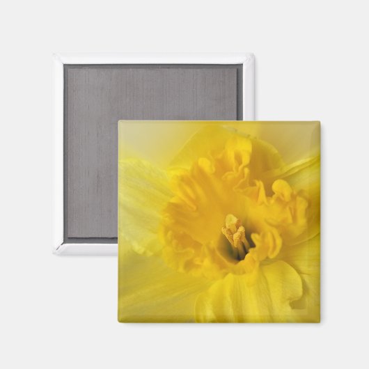 gele maffodil magneet (Voorkant / Achterkant)