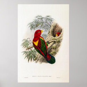 Gele Mantel Lory van John Gould Poster