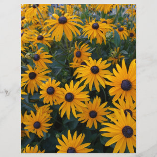 Gele margriet tuin bloemen.