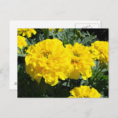 Gele marigold Flowers Briefkaart (Voorkant / Achterkant)