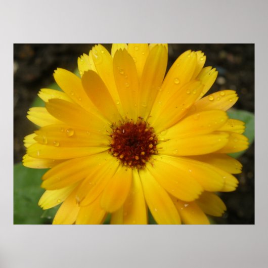 Gele marigold Macro Print (Voorkant)