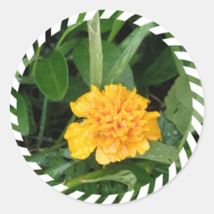 Gele marigold Sticker