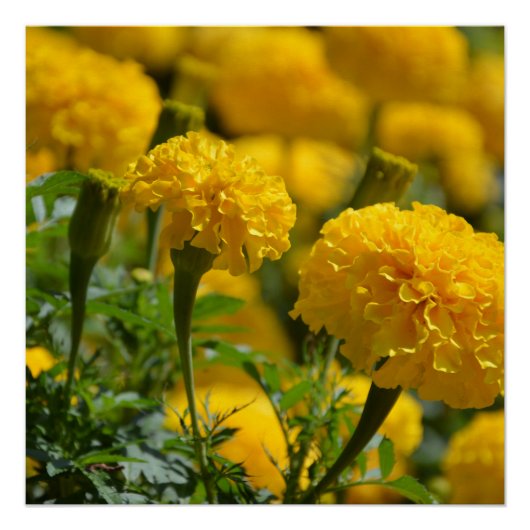 Gele marigolds Macro Perfect Poster (Voorkant)