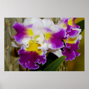 Gele maroon en witte orchidee Poster