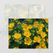 gele Marsh marigold bloemen Briefkaart (Voorkant / Achterkant)