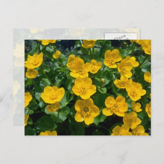 gele Marsh marigold bloemen Briefkaart (Voorkant / Achterkant)