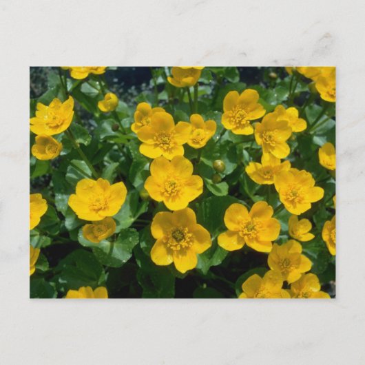 gele Marsh marigold bloemen Briefkaart (Voorkant)