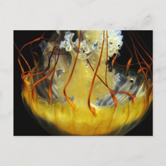Gele Medusa Jellyfish Briefkaart (Voorkant)
