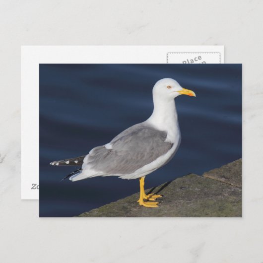 Gele meeuw briefkaart (Voorkant / Achterkant)