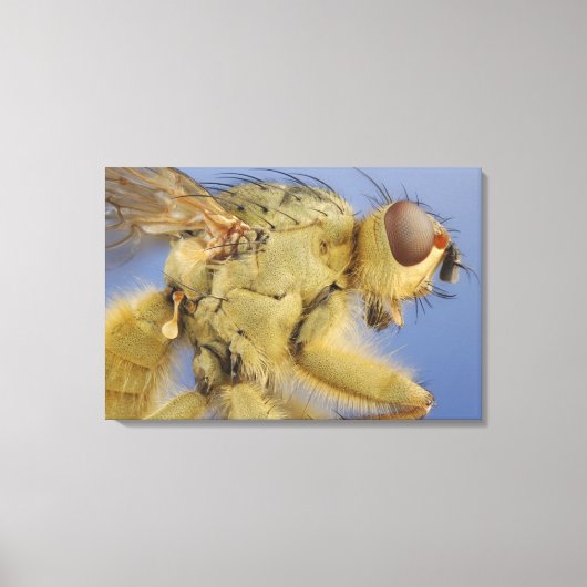 Gele mestvlieg canvas afdruk (Voorkant)