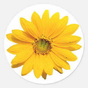 Gele Mini Zonnebloem - Kleine Baby Zonnebloem Ronde Sticker
