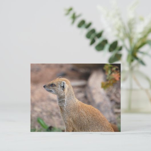 Gele Mongoose Briefkaart (Staand voorkant)