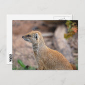 Gele Mongoose Briefkaart (Voorkant / Achterkant)