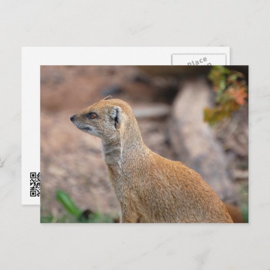 Gele Mongoose Briefkaart (Voorkant / Achterkant)