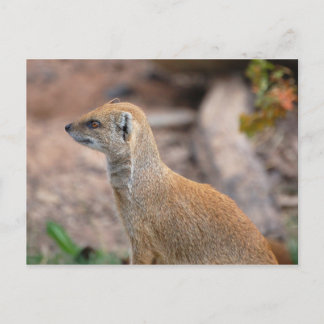 Gele Mongoose Briefkaart