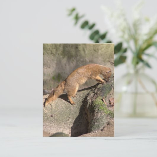 Gele Mongoose Briefkaart (Staand voorkant)