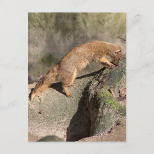 Gele Mongoose Briefkaart (Voorkant)