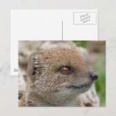 Gele mongose briefkaart (Voorkant / Achterkant)