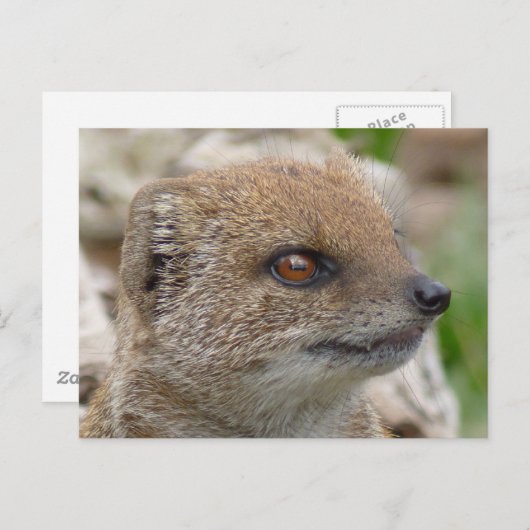 Gele mongose briefkaart (Voorkant / Achterkant)