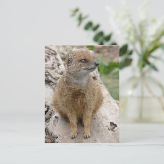 Gele mongose briefkaart (Staand voorkant)