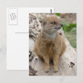 Gele mongose briefkaart (Voorkant / Achterkant)