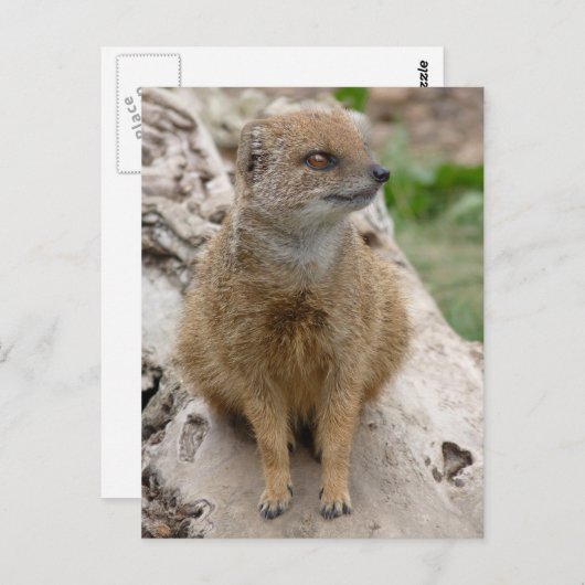 Gele mongose briefkaart (Voorkant / Achterkant)