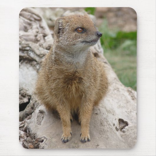 Gele mongose muismat (Voorkant)