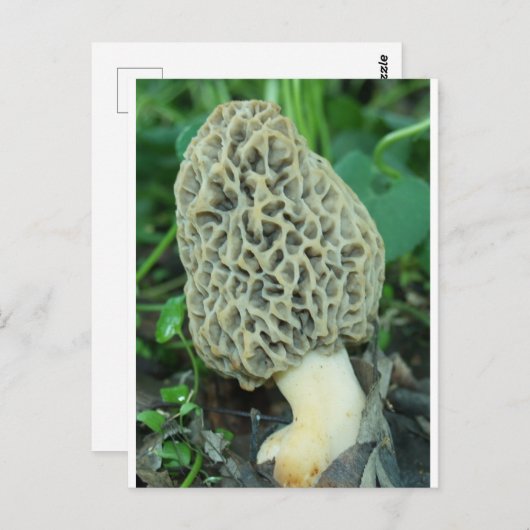 Gele morel paddenstoel briefkaart (Voorkant / Achterkant)