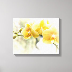 Gele Moth Orchidee in Zonneschijn Canvas Afdruk