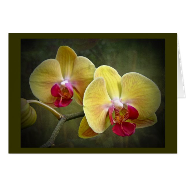 Gele moth Orchids - Phalaenopsis (Voorkant Horizontaal)
