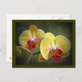 Gele moth Orchids - Phalaenopsis Briefkaart (Voorkant / Achterkant)
