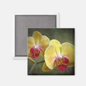 Gele moth Orchids - Phalaenopsis Magneet (Voorkant / Achterkant)