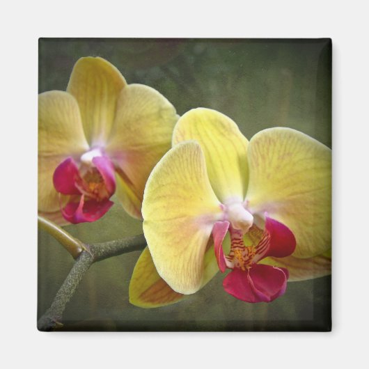Gele moth Orchids - Phalaenopsis Magneet (Voorkant)