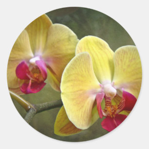 Gele moth Orchids - Phalaenopsis Ronde Sticker