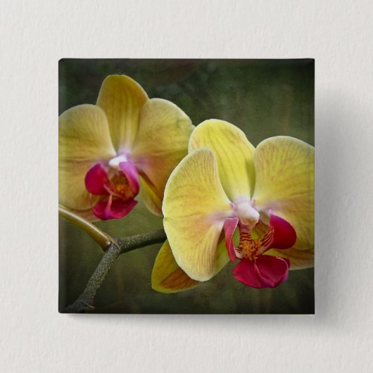 Gele moth Orchids - Phalaenopsis Vierkante Button 5,1 Cm (Voorkant)
