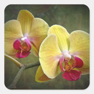 Gele moth Orchids - Phalaenopsis Vierkante Sticker