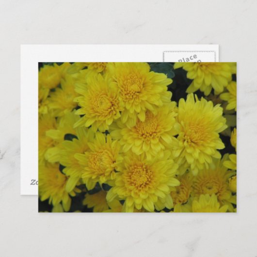 Gele Mums Briefkaart (Voorkant / Achterkant)