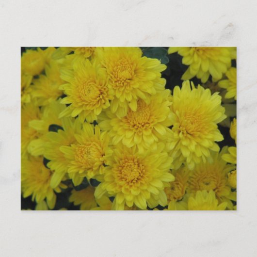 Gele Mums Briefkaart (Voorkant)