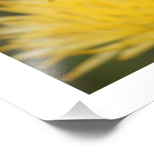 Gele Mums Foto Afdruk (Hoek)