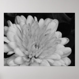 Gele Mums Poster