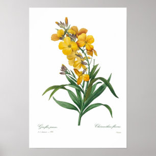 Gele muurbloem poster