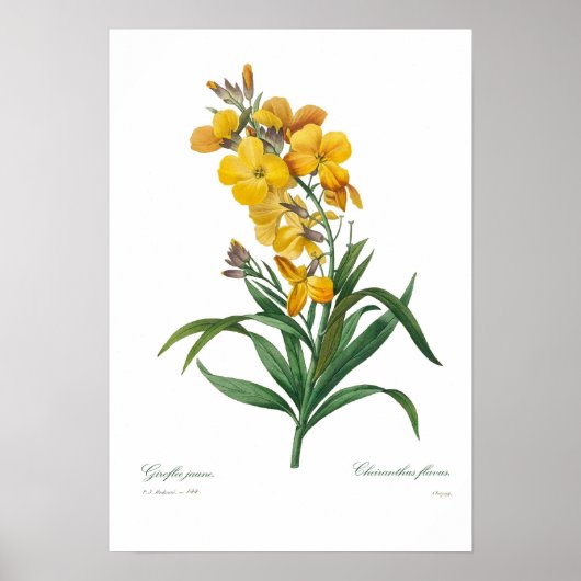Gele muurbloem poster (Voorkant)