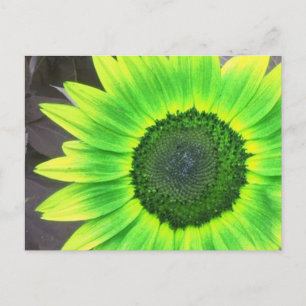Gele N Groene Zonnebloem  Briefkaart