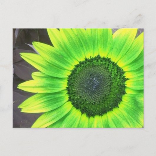 Gele N Groene Zonnebloem Briefkaart (Voorkant)