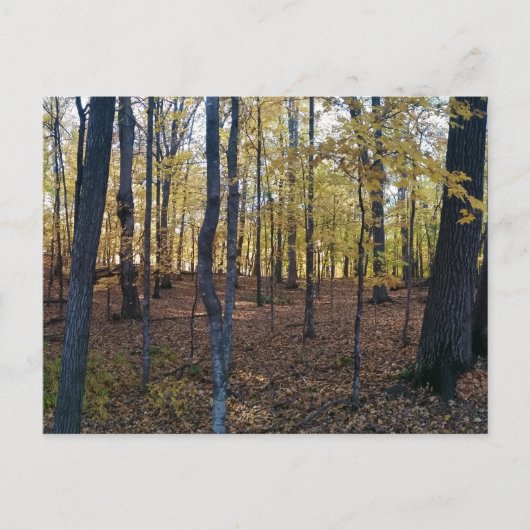 Gele najaarsBriefkaart Briefkaart (Voorkant)