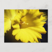 Gele Narcis Bloem Fotografie Briefkaart (Voorkant)